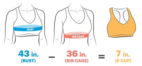 c cup breasts|Comparing Cup Sizes: A vs. B vs. C vs. D Cup Size 